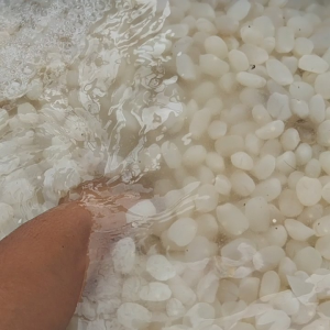 KOLANG KALING TANPA DI GEPREK ASLI (1 KG)