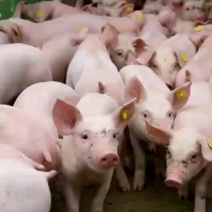 EM หัวเชื้อประสิทธิภาพ 5 ลิตร บำบัดน้ำเสีย ลดแมลงวัน มีโปรไบโอติก หมักปู ดับกลิ่นคอกมู