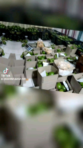 Promo sis Alpukat super mentega 1kg isi 3 sampai 6 buah fresh