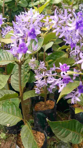 พวงคราม ออสเตรเลีย กิ่งชำ ขนาดต้น 50ซม.