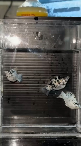 Marble Balloon Molly [Lyretail & Roundtail] Buy 4 Free 1【Random Pick】