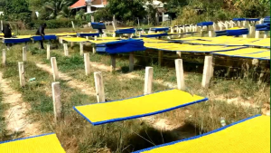 10kg bánh tráng nướng mè đen 450k