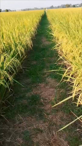 Nextz การเกษตร เน็กซ์การเกษตร เพิ่มผลผลิต ลดต้นทุน ปลอดภัย