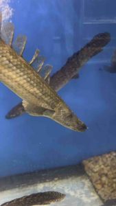 BICHIR LAPRADEI RARE PALMAS POLYTERUS NAGA AIR 8INCH