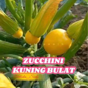 [Virladia Seeds] Biji Benih Zukuni | Zucchini Kuning Bulat