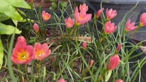 F.หัวดอกบัวดิน Your Red หัวละ 15 บาท