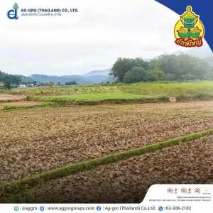 โกรสตาร์ (รอนสตาร์) ออกซาไดอะซอน ยักษ์ใหญ่ ขนาด 1 ลิตร