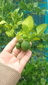 combo 10 cây chúc giống ( chanh thái) tặng thêm 3 c.ây cùng loại