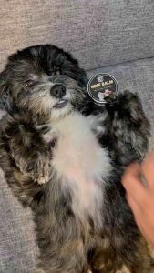 Cirofurri Organic Nose Balm for Dogs & Cats – Lick-Safe | Soothes Dry Cracked Noses | Non-Medicated