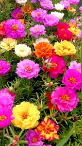 เมล็ดพันธุ์แพรเซี่ยงไฮ้ กลีบซ้อน(คละสี) 1000เมล็ด ซองใหญ่