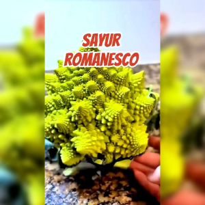 10 BUTIR BIJI BENIH TANAMAN BROKOLI ROMANESCO