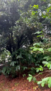 6 มคิดเห็นถั่วแมคคาเดเมีย 500 กรัม จากดอยช้าง จังหวัดเชียงราย มีอบพร้อมทาน ฟรีที่แกะ