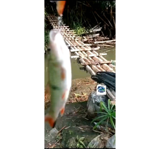 Swimmer Emas 4cm / 4gr / Swim Bait / Umpan Hampala Masher Beles