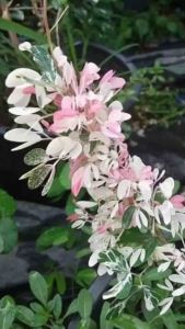 ต้นมะขามเทศด่าง #มะขามเทศด่าง กระถาง11“🪴