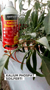 PUPUK KALIUM PHOSPAT KEMASAN 1 LITER | MKP CAIR | PUPUK CAIR SEMPROT DAN KOCOR SOLUSI MEMAKSIMALKAN HASIL BUAH DAN BOBOT
