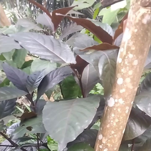 Jual Daun Handelem Segar 60 Lembar