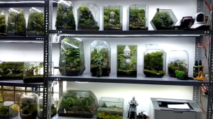 bể kính terrarium mẫu vác mặt