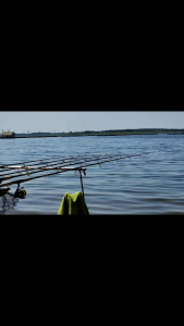 หัวเหยื่อปลานิล หัวตาล ผ่าจากชิพตาล เหยื่อปลานิล ปลาเกล็ด ผสมรำขนมปัง