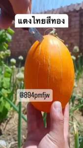 เมล็ดพันธุ์ แตงไทยสีทอง พันธุ์หมอนทอง 150-200เมล็ดและ30กรัม