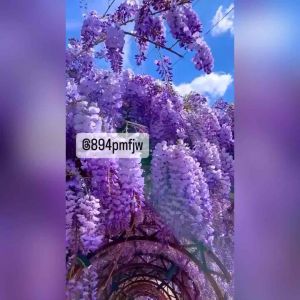 เมล็ดวิสทีเรีย8เมล็ด Wisteria frutescens เมล็ดบอนไซ เมล็ดใหม่ คุณภาพดี FL-09501