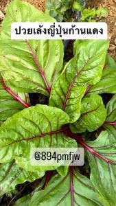เมล็ดปวยเล้ง ปวยเล้งญี่ปุ่น ก้านแดงบรรจุ 200-300 เมล็ด) สายพันธุ์ OP