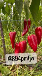 เมล็ด พริกยักษ์ พริกเขาวัว Big Jim Giant Peppe เมล็ดสายพันธุ์ บรรจุ 300-400เมล็ด