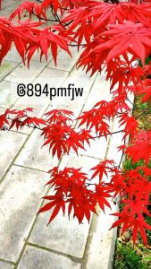 เมล็ดพันธุ์เมเปิ้ลญี่ปุ่น เมเปิ้ลบอนไซ เมล็ดพันธุ์แท้นําเข้า *คัดเมล็ดคุณภาพดี*