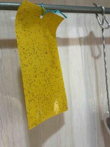 ￼[WHOLESALE SG INSTOCK] Yellow double-sided sticky insect trap 20cm x 10cm (20sheets/pk)