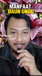 Sangat Efektif Untuk Mengatasi Ambeien/Wasir dan Ginjal Kapsul Daun Ungu 100% Murni Tanpa Campuran Apapun Isi 100 Kapsul