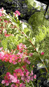 ยี่เข่งสีชมพู กระถาง 11 นิ้ว ต้นสวยและแข็งแรง (กทม)