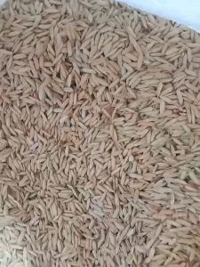 BENIH PADI CIHERANG KOLOR IJO kualitas terjamin 1kg