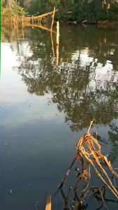 sofrog 3 cm killer umpan pancing