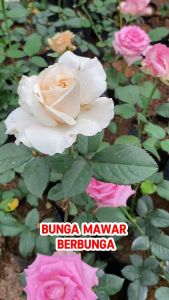 Tanaman Hias Mawar Berbunga Besar Hidup Isi 5/10 Tanaman Bunga Malang