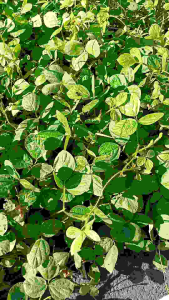 1 kg benih biji kacangan LCC CM