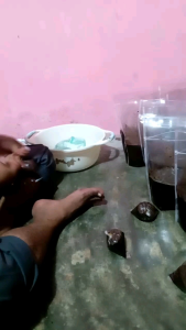 Bumbu 🥥 sangrai padang asli 5 kg menambah rasa enak rendang dan bumbu pical dll