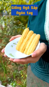 Hạt Giống Ngô Sáp Ngón Tay