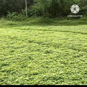 💥ดี ที่ สุ ด❗ใบหญ้าเฉาก๊วย โดจิ ใบล้วน100% เกรดAAA ยางเหนียวหนึบมาก ห่อ5กก