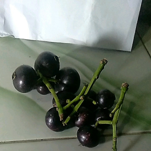 buah kupa buah gowok fresh 500 gram
