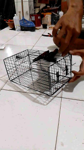 Jebakan Tikus Otomatis Kawat Jaring Besi Anti Karat | Trap Tikus Cat Powder Coating Kokoh & Awet