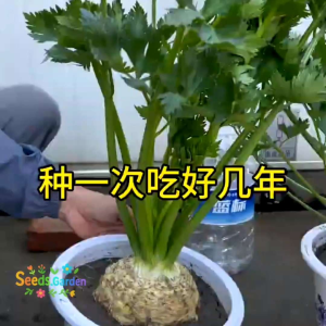 150 BUTIR BIJI/BENIH TANAMAN SELEDRI UMBI | ROOT CELERY IMPORT