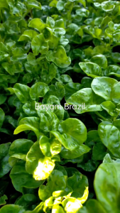 Bibit Tanaman Sayur Bayam Brazil Murah