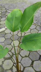 Calathea Luthea Green / 绿竹芋 / Meranti Hijau / हरा कैलाथिया (Singapore: Calathea Luthea Plant) – Lush Leaves Air Purifyi