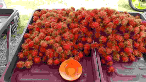 Rambutan Anak Sekolah fruit