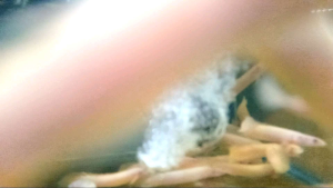 hiasan air P4LM4S 4LB1N0 size 8-12 cm