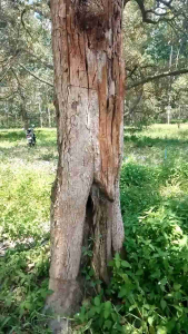 ppgarden กำจัดเชื้อราพืช โรคทุเรียน ไฟท็อปเทอร่า 1ลิตร เน่าคอดิน รากเน่าโคนเน่า ราชมพู ฟิวซาเรี่ยม มอด