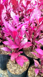 Purple Althernanthera