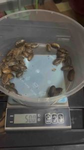 อาหารสัตว์เลี้ยง Exotic โปรตีนสูง ย่อยง่าย (คละไซส์) 50 กรัม