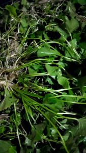 Pegagan segar daun antanan fres organik