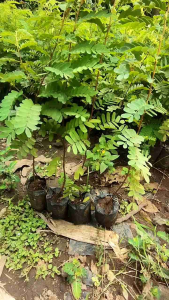 Paket 4pcs Bibit Asem Jawa Termurah Siap Tanam