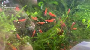 Tép cảnh màu Fire red trang trí hồ thuỷ sinh cá cảnh